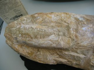 calamopleurusfossil2.jpg
