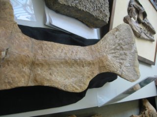 calamopleurusfossil3.jpg