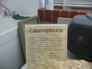 calamopleurussign.jpg