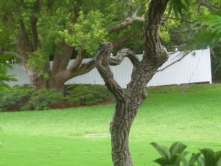 hotelhearttree.jpg