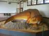 missouridinosaur4_small.jpg
