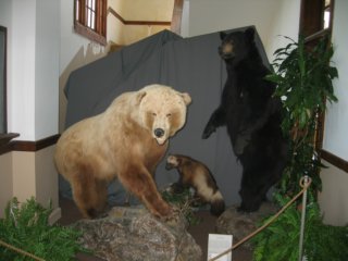museumbears.jpg