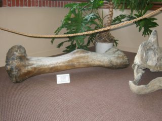 museumbone.jpg