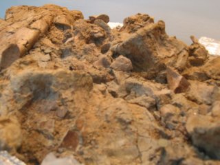 museumbonesinclay2.jpg