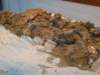 museumbonesinclay3_small.jpg