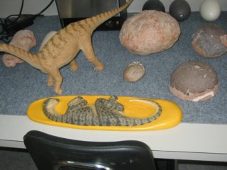 museumdinoinegg.jpg