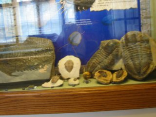 museumfossils2.jpg
