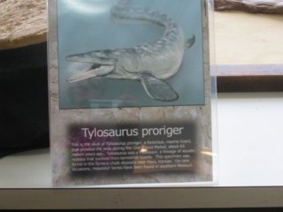 tylosaurusmuseumsign.jpg