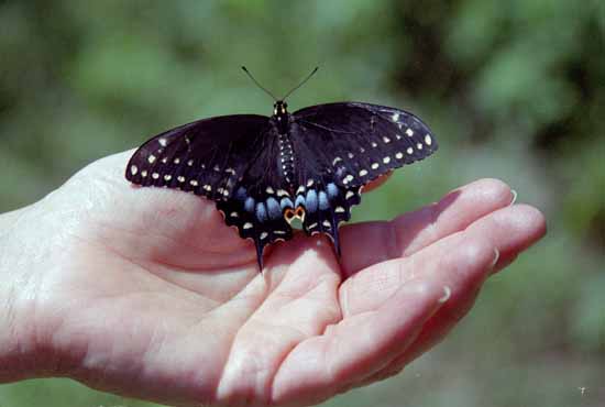 Butterfly