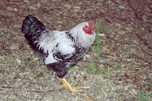 Chicken Picture