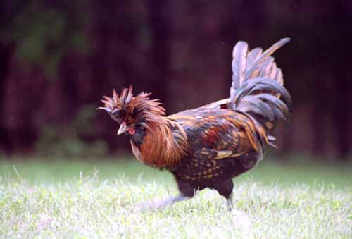 Chicken Picture