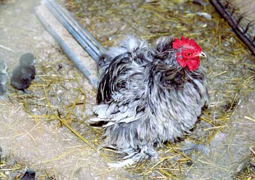 Chicken Picture