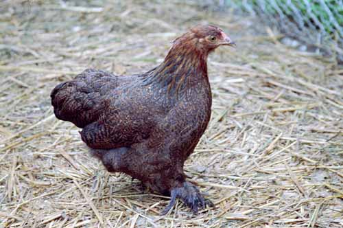 Chicken Picture