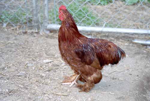 Chicken Picture