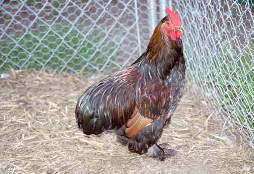 Chicken Picture