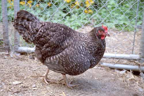 Chicken Picture
