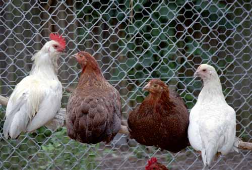Chicken Picture