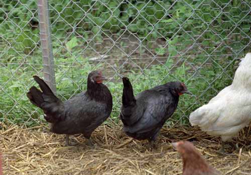 Chicken Picture