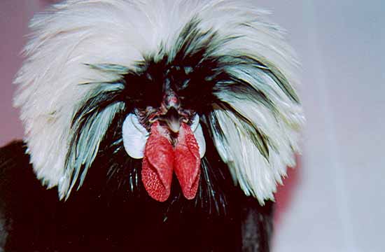 Chicken Picture
