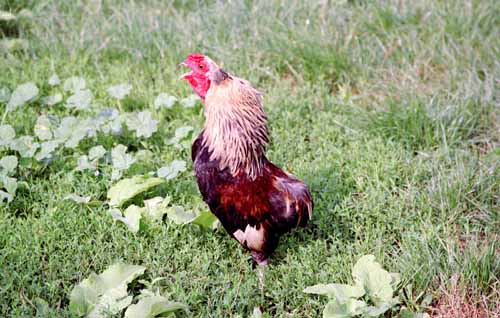 Chicken Picture