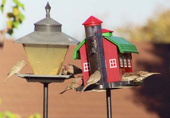 manyBirds