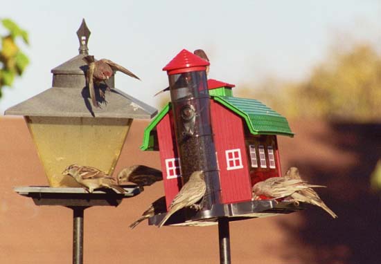 manyBirds