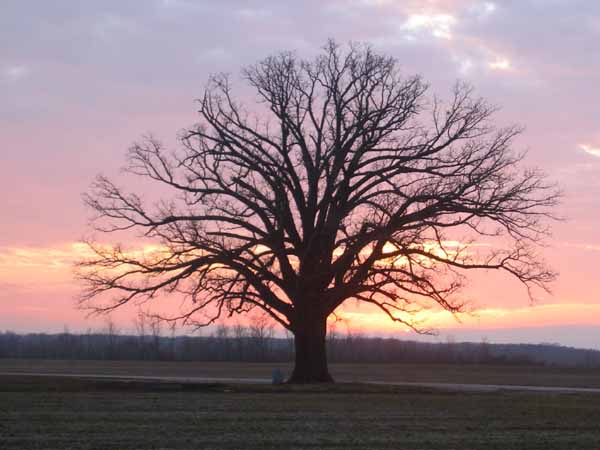 Big Burr Oak