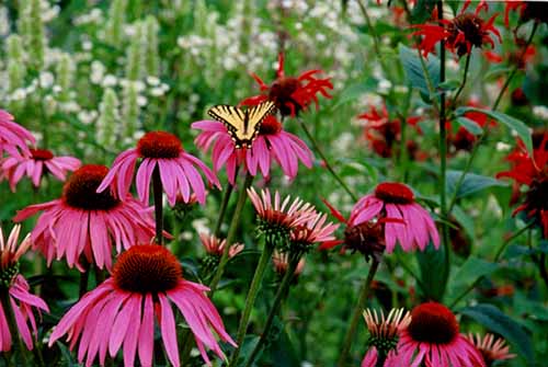 Echinacea