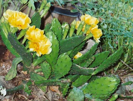 cactus