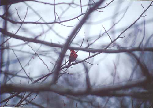 cardinal1