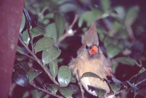 cardinal3