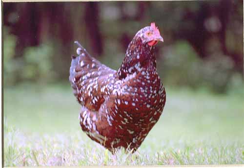 chick3