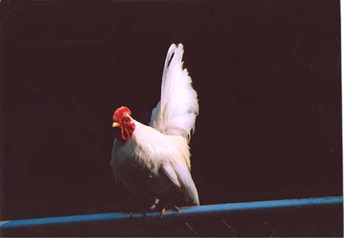 chick4