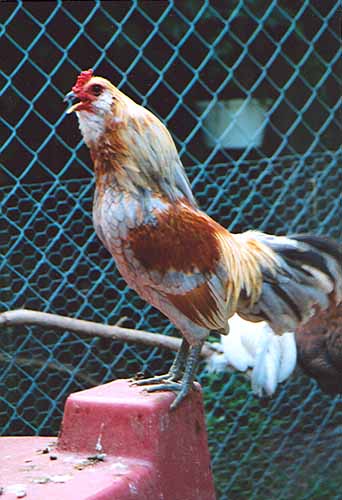 chick5