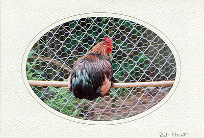 chickH3752