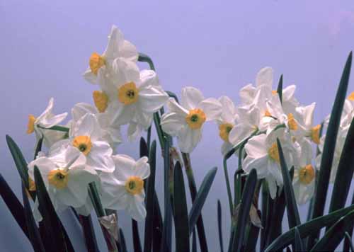 daffodills4
