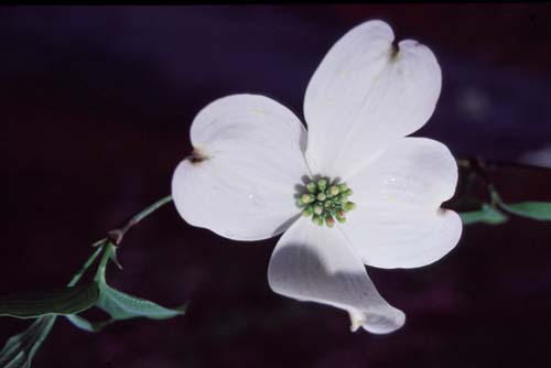 dogwood