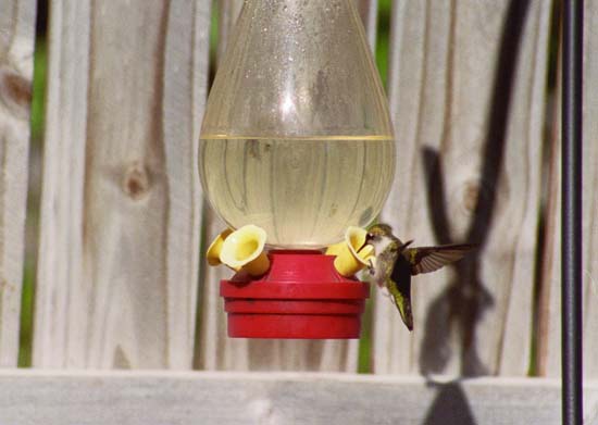 hummingBird