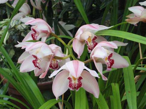 orchids