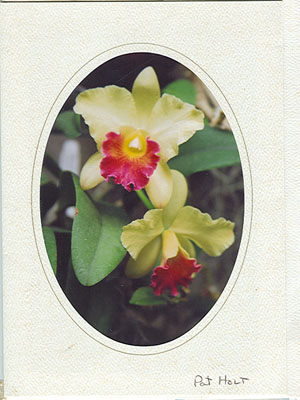 orchidV3662