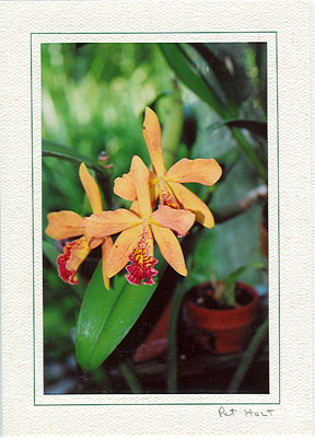 orchidV3671