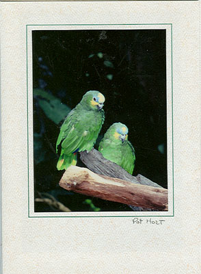 parrotV3717
