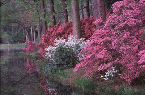 Callaway Gardens!
