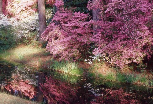 azaleas