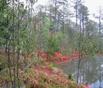 lake shore