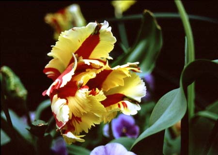 tulip