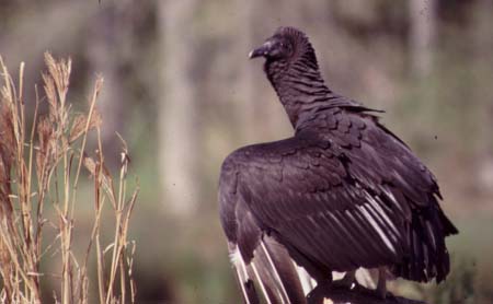 vulture