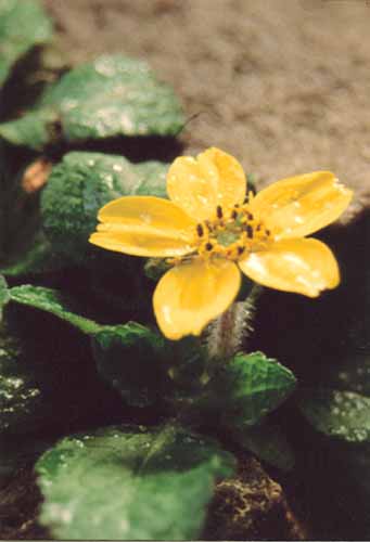 yellowflower